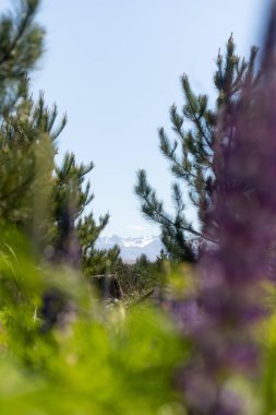 Çiçek açan lupinlerden ve karlı dağlardan oluşan güzel bir manzara. Yeni Zelanda 'da bahar, Tekapo Gölü. Seyahat kavramı