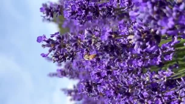 Bal Arısı Lavanta Çiçeklerini Tozlaştırır Arılı Lavanta Çiçeklerinin Yaz Arkaplanı — Stok video