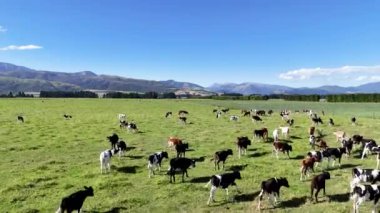  Yeni Zelanda 'daki bir tarlada otlayan buzağı sürüsünün hava videosu. Bir kuadkopterde doğa videosu.