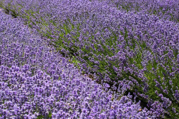 Lavender field. Beautiful lavender landscape. The concept of nature, travel.