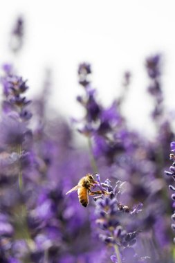 Bal arısı lavanta çiçeklerini tozlaştırır. Arılı lavanta çiçeklerinin yaz arkaplanı. Lavanta tarlası