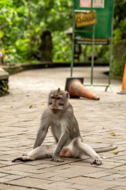Ubud Maymun Ormanı 'ndaki patikada uzun kuyruklu bir maymun oturuyor. Ubud, Bali, Endonezya.