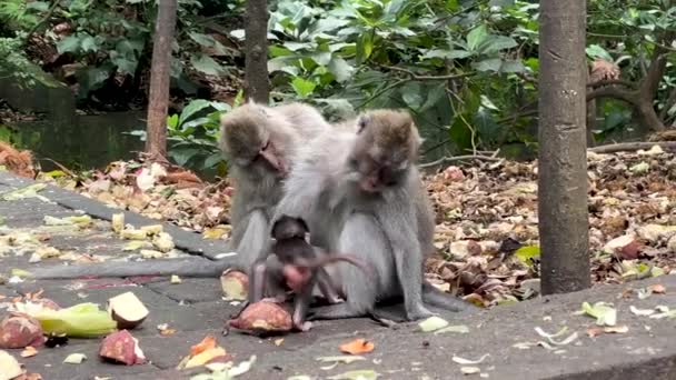 乌布德热带雨林的一个长尾猕猴家族 带着一个婴儿 Monkey Forest Indonesia Bali — 图库视频影像