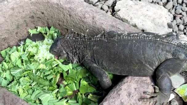 Guana Kertenkelesi Kertenkele Olarak Bilinen Pulları Olan Bir Karasal Sürüngen — Stok video