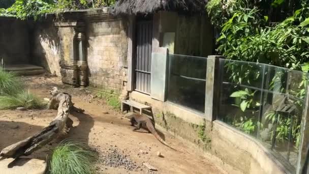 Ogromna Jaszczurka Monitorująca Porusza Się Wewnątrz Naturalnego Głazu Parku Gadów — Wideo stockowe