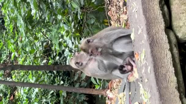 ウブドの熱帯林から赤ん坊を連れてきた長尾のマカクの家族 モンキーフォレスト インドネシア バーティカルビデオ — ストック動画