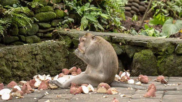 Kürklü kuyruklu bir karasal hayvan olan maymun, doğal manzaranın yemyeşil çimlerine tünemiş ve burunuyla yiyeceği kemiriyor.