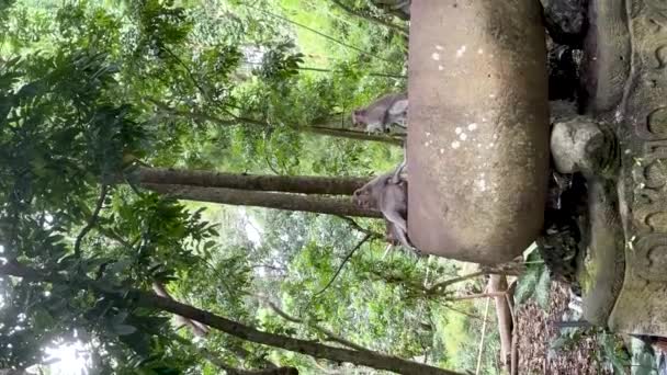 Grupo Cerdos Están Parados Paisaje Natural Rodeado Árboles Plantas Hierba — Vídeos de Stock