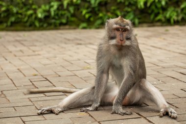 Ubud Maymun Ormanı 'ndaki patikada uzun kuyruklu bir maymun oturuyor. Ubud, Bali, Endonezya.