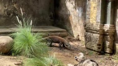 Dev bir kertenkele gözlemcisi sürüngen parkındaki doğal bir kayanın içinde hareket ediyor. Bali, Endonezya. Egzotik hayvan konsepti