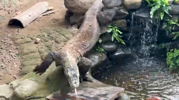 Huge Lizard Monitor Lizard Moves Natural Boulder Reptile Park Bali — Stock Video