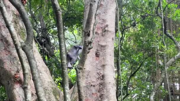 マカケはインドネシアのバリの森で木々を這い回っている 野生動物のテーマ — ストック動画