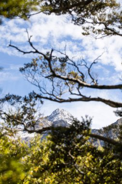 Orman dalları tarafından çerçevelenmiş karla kaplı zirve. Seyahat kavramı