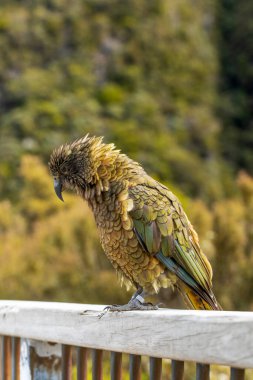 Kea Kuşu, Arthurs Geçidi 'ne seyahate çıktı. Yeni Zelanda' da gezmeye ve keşfe davet edildi. Seyahat