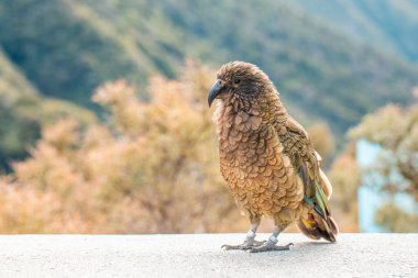 Kea papağanı, Yeni Zelanda 'nın zengin biyolojik çeşitliliği ve doğal güzelliğinin bir kanıtı olarak Arthurs Geçidi' ne tünemiştir. Seyahat