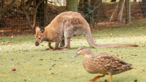 stock image A curious wallaby with soft brown fur, standing in a lush New Zealand meadow. Wallaby
