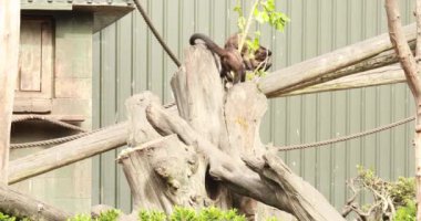 Bir kapuçin maymunu doğa koruma alanında dallara tırmanır. Maymun konsepti, vahşi hayvanlar