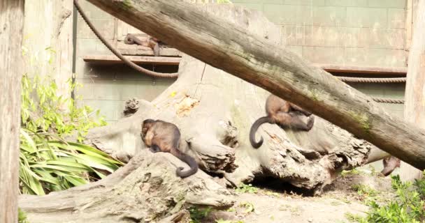 カプチン猿は自然保護区の枝を登っています 野生動物の概念 — ストック動画