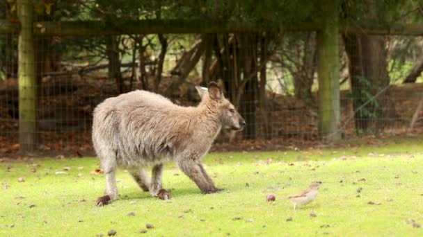 柔らかい茶色の毛皮を持つ奇妙な壁の赤ちゃんは 緑豊かなニュージーランドの牧草地に立っています ウォーレイビー — ストック動画