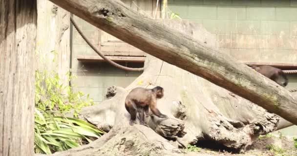 Капуцинова Мавпа Піднімається Гілки Заповіднику Поняття Мавп Диких Тварин — стокове відео