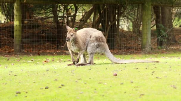 부드러운 모피와 호기심 왈라비 무성한 뉴질랜드 초원에 월라비는 — 비디오