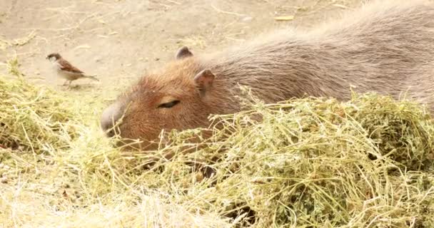 Capibara Gracioso Come Hierba Claro Concepto Animales Salvajes Una Reserva — Vídeos de Stock