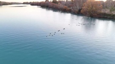 Gün batımında sakin nehir üzerinde bir ördek sürüsünün havadan görüntüsü. Video