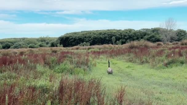 Ganso Canadiense Está Cruzando Campo Concepto Aves Video Animales Naturaleza — Vídeo de stock