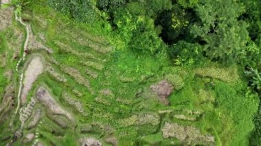 Bali 'deki yemyeşil pirinç teraslarının havadan görünüşü, çarpıcı bir perspektif için insansız hava aracı tarafından çok güzel yakalandı..