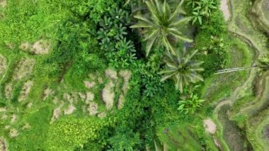 Bali 'deki yemyeşil pirinç teraslarının havadan görünüşü, çarpıcı bir perspektif için insansız hava aracı tarafından çok güzel yakalandı..