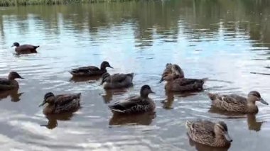 Vahşi ördekler parkta bir gölette yüzerler. Doğa ve hayvanlar kavramı..