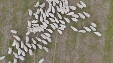 Büyük bir koyun sürüsü, çayırları çevrelemeden önce koşar. Ticari amaçlar için çiftlik hayvanı yetiştiriyorlar. Doğal koyun yününden yapılan ürünlerin üretimi