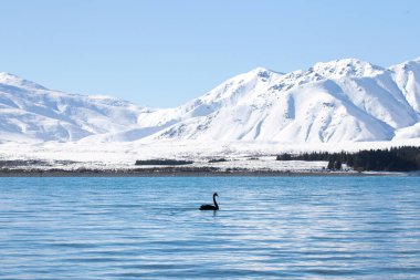 Yeni Zelanda 'da Tekapo Gölü' nde kışın siyah bir kuğu yüzer. Sakin bir kış manzarası sergiliyor sersemletici kar örtülü dağlar ve sakin, sakin bir göl