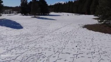 Kışın Tekapo Gölü yakınlarındaki karlı ormanda çeşitli hayvan ve kuşların izleri var. Yeni Zelanda macerası sırasında vahşi doğanın büyüleyici güzelliği