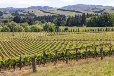 Beautiful scenery on vineyard and fields in New Zealand. The concept of the winery and wine. clipart