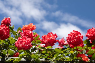 Bahçedeki güzel kırmızı güllerden bir çalılık. Parlak kırmızı güller doğanın bağrında güzel mavi bir gökyüzünün altında çiçek açarlar..