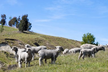 Parlak, parlak mavi bir gökyüzünün altında canlı, yemyeşil bir alanda rahatça otlayan bir koyun grubu.