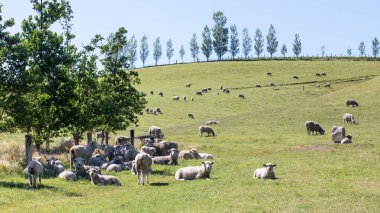 Parlak, parlak mavi bir gökyüzünün altında canlı, yemyeşil bir alanda rahatça otlayan bir koyun grubu.