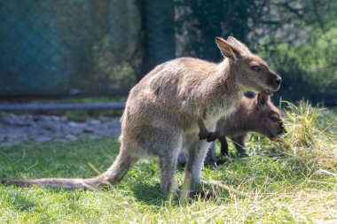Parktaki tatlı pofuduk valabi. Keseliler memelisi kavramı. Avustralya ve Yeni Zelanda.