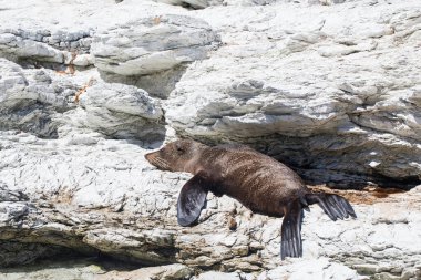Kıyı yaban hayatı sahnesi kayalık kıyı şeridinde duran kürk fok balığı. Kaikoura, Yeni Zelanda. Hayvan teması