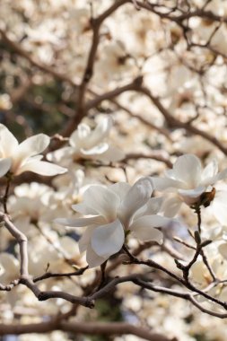 Güneşli bahçede dalların üzerinde çiçek açan beyaz manolya çiçekleri. Kaydırma zamanı