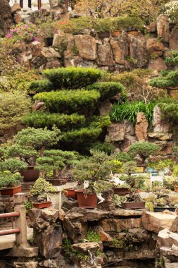 Bonsai ağaçları ve kayalık manzaralı verimli bir Asya bahçesi. Doğa ve seyahat kavramı