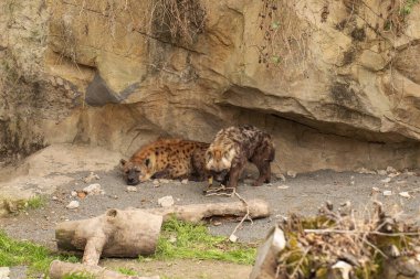 Sırtlanlar hayvanat bahçesindeki kayalık ortamda dinleniyor. Vahşi hayvan kavramı
