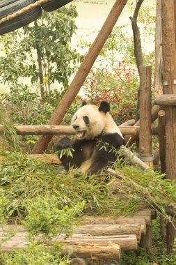 Dev panda yemyeşil bir yaşam alanında bambudan keyif alıyor. Hayvanat bahçesi