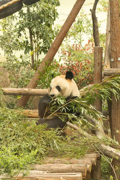Dev panda yemyeşil bir yaşam alanında bambudan keyif alıyor. Hayvanat bahçesi
