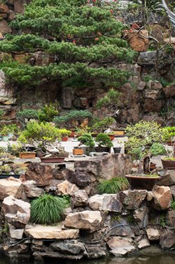 Bonsai ağaçları ve kayalık manzaralı verimli bir Asya bahçesi. Doğa ve seyahat kavramı