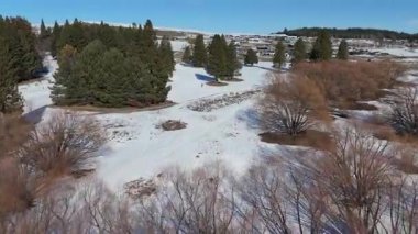 Huzurlu ve sakin bir kış sahnesi. Güzel, masmavi bir gökyüzünün altında büyüleyici karla kaplı ağaçlar.