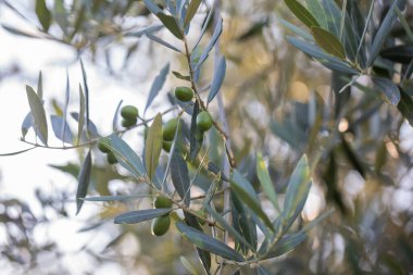 Güneş ışığında yaprakları olan zeytin dalı. Zeytinler ağaçta yetişir