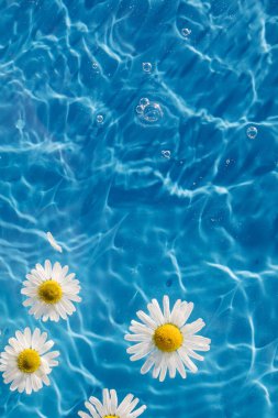 Mavi arka planda yüzen papatya çiçekleri, suya damlayan lekeler. Su yüzeyinde taze papatya çiçekleri ve damla çemberleri. Uzayı kopyala Arkaplan