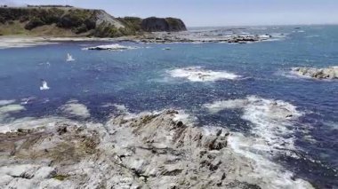 Kaikoura, Yeni Zelanda 'da kuşlar ve foklarla kayalık kıyılarda uçuyorlar. Vahşi yaşamı koruma konsepti, seyahat.